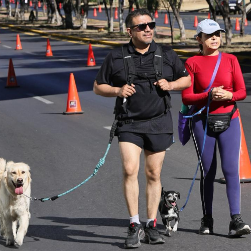 Este 5 de diciembre: pasea a tu lomito y apoya una causa
